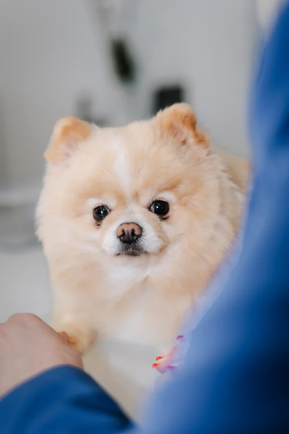 Chapa – unser Bürohund